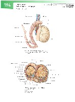 Sobotta  Atlas of Human Anatomy  Trunk, Viscera,Lower Limb Volume2 2006, page 201